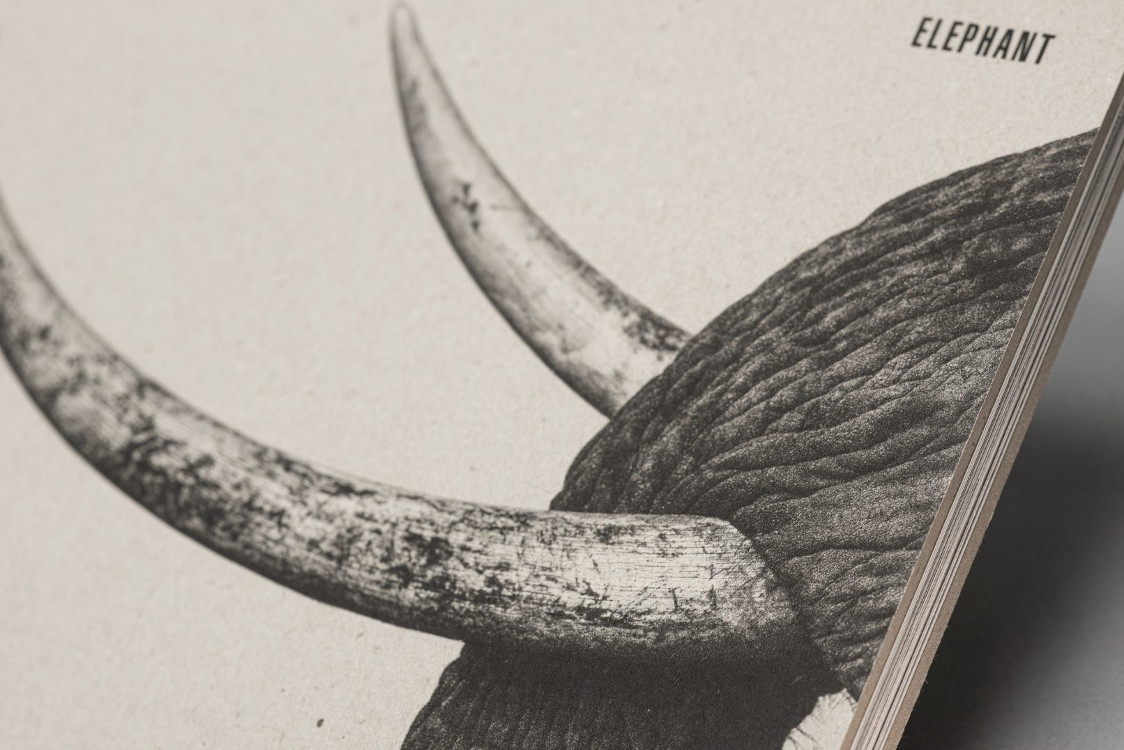 Cover der Publikation Elephant, Siebdruck auf Maschinengraupappe