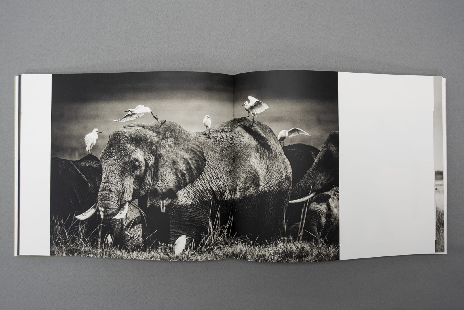 Doppelseite der Publikation Elephant, gedruckt im Maxx-Matt-Printing-System